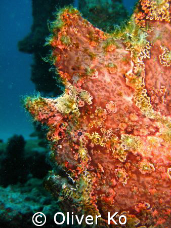found this frogfish in sabang, puerto galera by Oliver Ko 