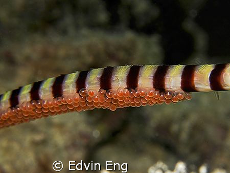 Responsibility of a parent! Taken in Mabul with Canon G9,... by Edvin Eng 