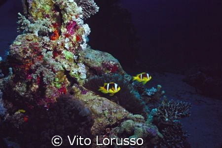 Fishs - Amphiprion bicinctus by Vito Lorusso 
