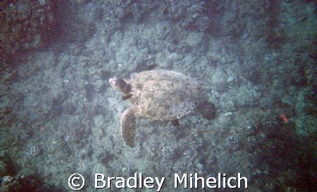 another cheap camera pic.   by Bradley Mihelich 