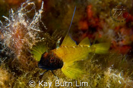 Male black faced blenny - Tripterygion delaisi, D300, 60m... by Kay Burn Lim 