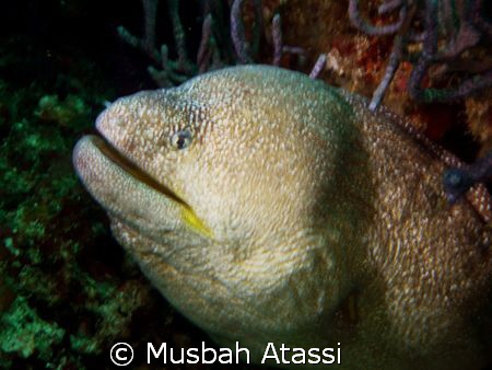 Shot with Panasonic TZ3, with the Panasonic Marine Case, ... by Musbah Atassi 
