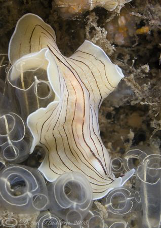 Candy stripe flatworm. D200, 2x converter, 60mm, wet diop... by Derek Haslam 