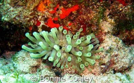 Anemone seen at Isla Mujeres seen this May 2008.  Photo t... by Bonnie Conley 