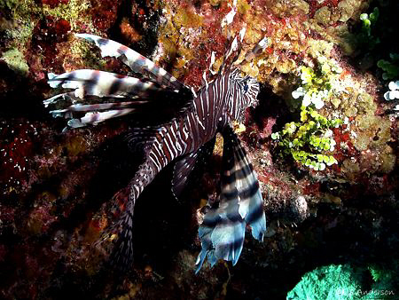Once an unfamiliar creature in the Caribbean is now a usu... by Steven Anderson 