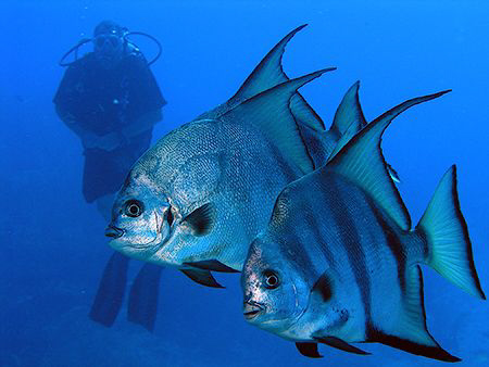 Angel fishes and my friend Fernando. by Miguel Cortés 