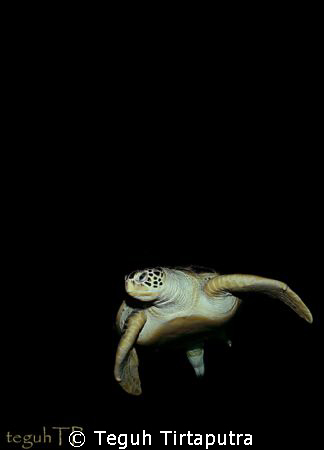 A sea turtle...Canon EOS 400D with a Tokina 10-177mm wide... by Teguh Tirtaputra 