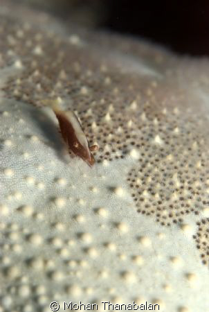 Chillin' on the Moon! Partner Shrimp on Cushion Starfish.... by Mohan Thanabalan 