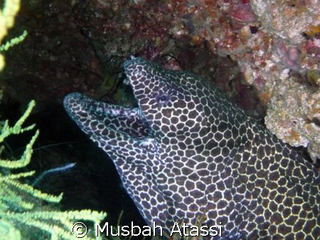 Eel shot with Panasonic DMC-TZ3 whith flash, no strobes. by Musbah Atassi 