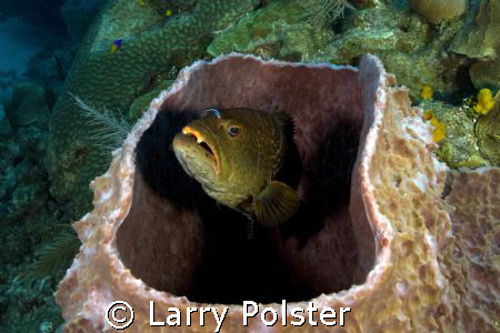 Cleaning station, D300 by Larry Polster 
