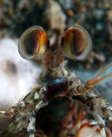 Juvenile mantis eyes before they get their characteristic... by John M Akar 