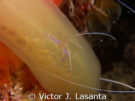 pederson cleaner shrimp in a green tube tunicate at v.j.l... by Victor J. Lasanta 