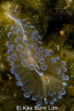 D300, 60 Macro, Woody's diopter. Taken in Bodrum, Turkey by Kay Burn Lim 