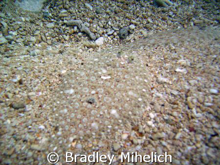 Where's the fish?  Two flatfish looking like sand.  Okina... by Bradley Mihelich 