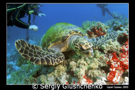 Green by Sergiy Glushchenko 