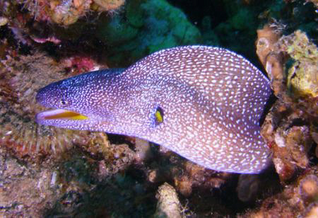 Moray Eel by Zvi Dershowitz 