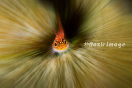 Manupulated by add Zoom burst effect.  by Nazir Amin 