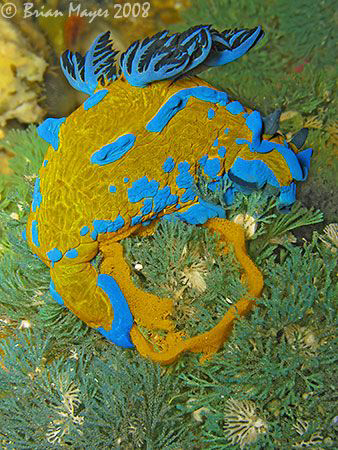 Verco's Tambja (Tambja verconis) laying an egg ring. <><>... by Brian Mayes 