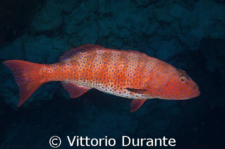 Plectropomus Pessuliferus by Vittorio Durante 