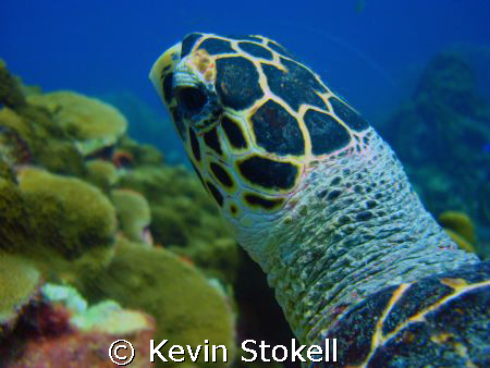 Saw this Turtle at "Watamula" at the West Point of Curaca... by Kevin Stokell 