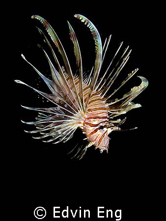 Lion Of The Night! Taken in Mabul with Canon G9 & Inon Z2... by Edvin Eng 