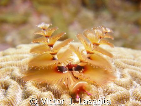  Christmas tree in symmetrical brain coral at engine dive... by Victor J. Lasanta 