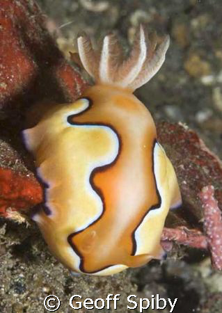 beautiful nudi by Geoff Spiby 