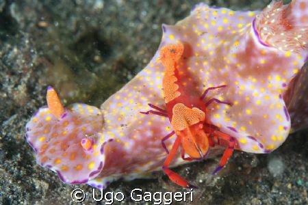 Passenger for a nudi. Lembeh Streit. by Ugo Gaggeri 