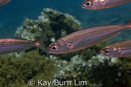 D300, 60mm Macro by Kay Burn Lim 