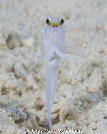 Yellowhead Jawfish doing the its normal pop in/pop out da... by John Scott Mcgougan 
