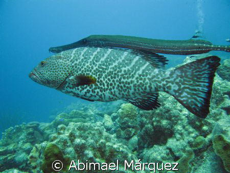 The Two Amigos, Angel City, dive site, Bonaire. by Abimael Márquez 