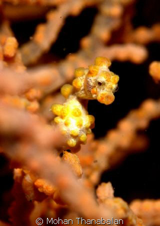Yellow Angel! Pygmy Seahorse.  Pic taken at Lembeh, Indon... by Mohan Thanabalan 