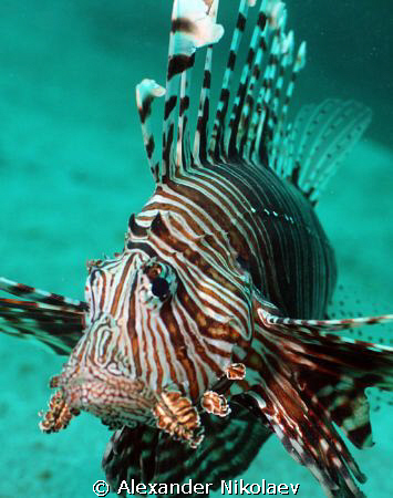 Turkey fish. Depth 32m, visibility 5-7m. Camera Canon 40D... by Alexander Nikolaev 