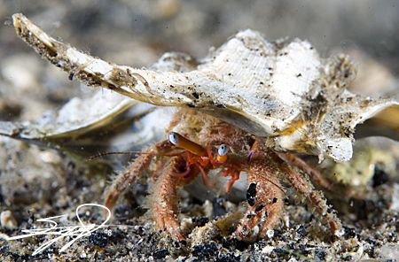 Hermit Crab by Nicholas Samaras 
