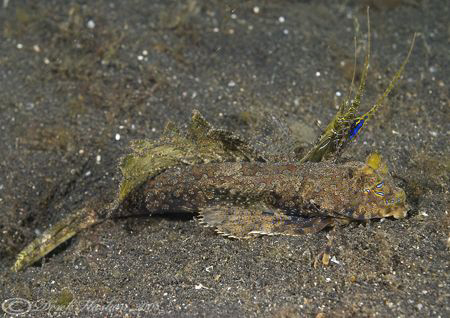 Fingered Dragonet. Lembeh straits. D200, 60mm. by Derek Haslam 