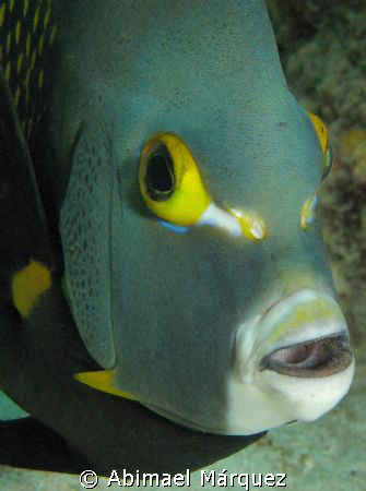 Angelfish, Bonaire. by Abimael Márquez 