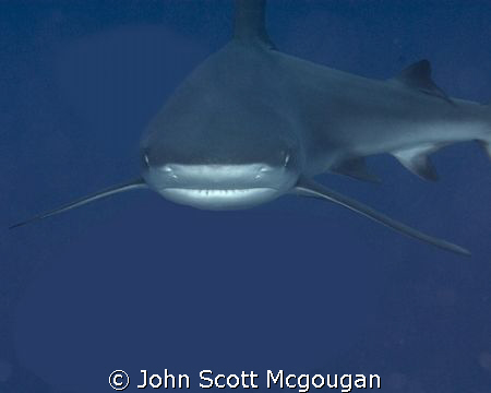 This reef shark turned right into me as I was releasing t... by John Scott Mcgougan 