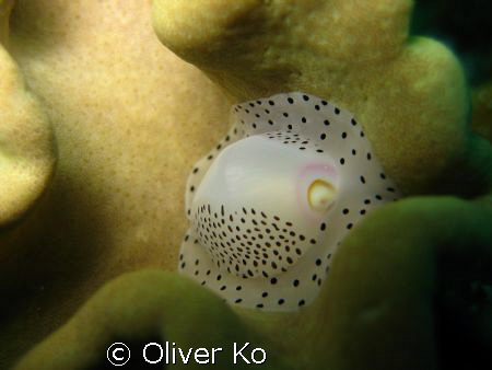 cowrie in punta west, mactan by Oliver Ko 