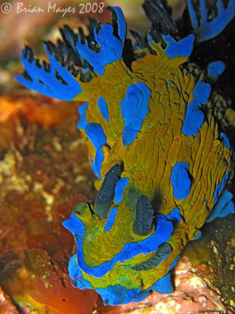 Verco's Tambja (Tambja verconis) with it's electric blue ... by Brian Mayes 