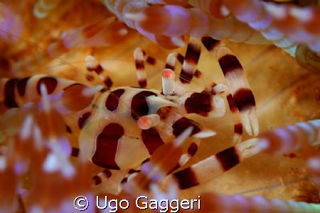 "Passenger" for a sea urchin. Lembeh Streit. by Ugo Gaggeri 