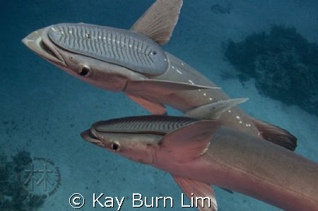 Another picture of the friendly remoras I met while divin... by Kay Burn Lim 