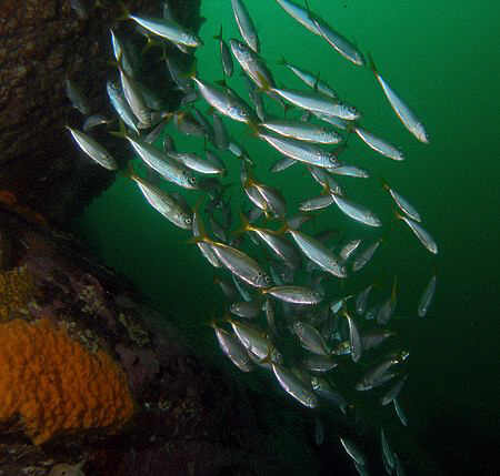 Yellowtail, Bare Island by Doug Anderson 
