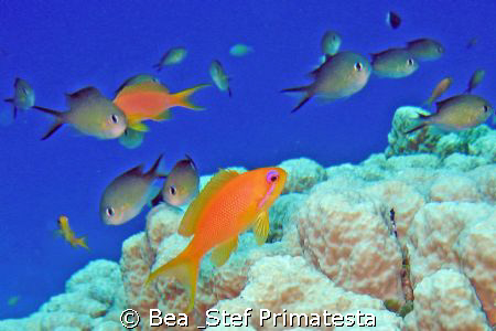 Chromis flavaxilla & Pseudoanthias squamipinnis by Bea & Stef Primatesta 