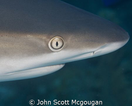 When the reef sharks get curious, and you've got your 105... by John Scott Mcgougan 