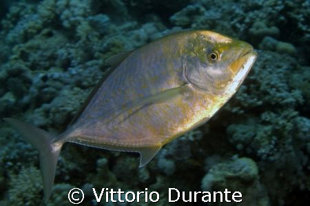 Carangoides Bajad by Vittorio Durante 