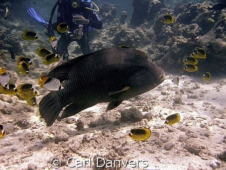 ARE YOU LOOKING AT ME? by Carl Danvers 