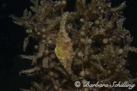 A Slender Filefish trying to hide by Barbara Schilling 