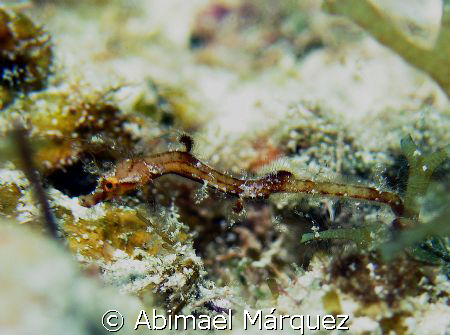 Pipehorse, but difficult to approach, there was still, I ... by Abimael Márquez 
