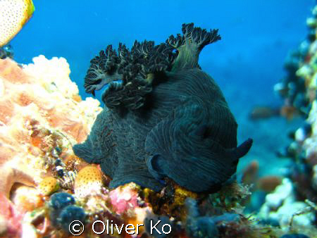 one big nudi by Oliver Ko 