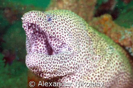 Black-spotted moray "Captain Fred" living in Inchkape-1, ... by Alexander Nikolaev 